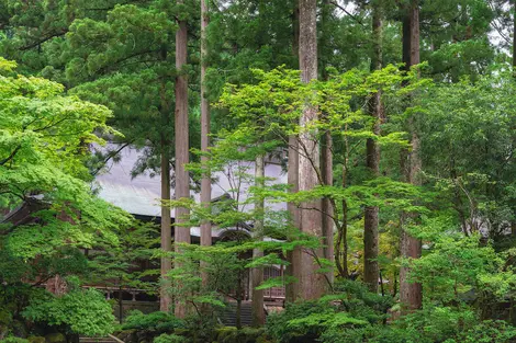 Découvrez la spiritualité bouddhique à Eiheiji et ses temples nichés au coeur de la forêt 