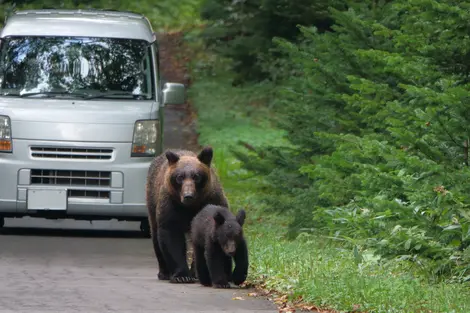 A family of brown bears walking in front of a car in the Shiretoko Peninsula, Hokkaido