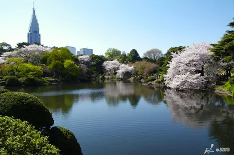 Particulièrement apprécié, le jardin de Shinjuku attire les japonais, les touristes et les photographes pendant toute la fleuraison des cerisiers.