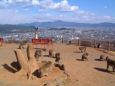 Vista de la ciudad desde el Parque de los monos.