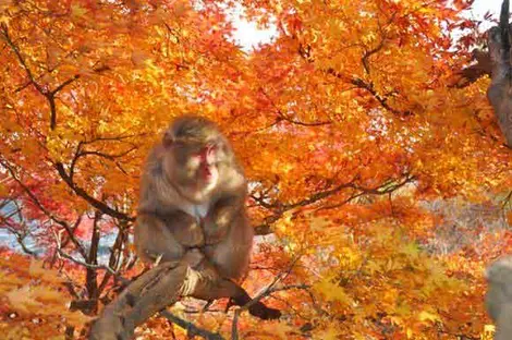 Mono subido en un árbol en el parque Iwatayama.
