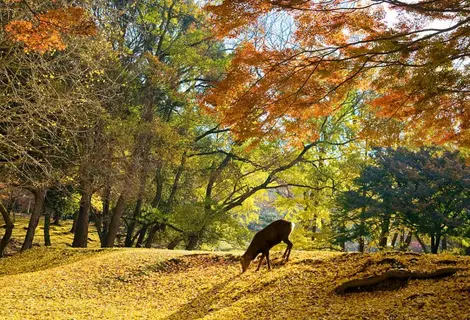 Un cerf de Nara, tout près de Kyoto.