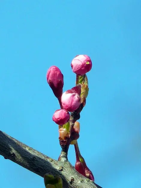 Les bourgeons de cerisier, prêts à éclore.