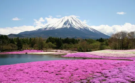 Fuji Shibazakura Matsuri.