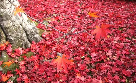 Les feuilles de l'érable japonais passent au jaune, à l'orangé puis au rouge flamboyant durant le kôyô ("feuilles rouges") d'automne.