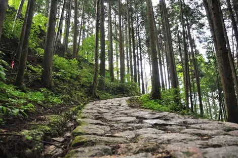 El sendero de la excursión entre Magome y Tsumago serpentea por el bosque. 