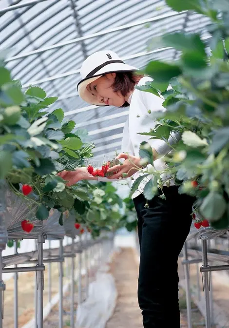 Le ramassage des fraises