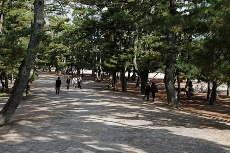 Playa, pinos, sol, hacen que el Amanohashidate sea muy popular.