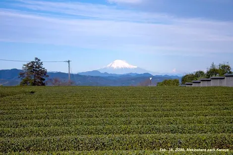 El Monte Fuji y el té