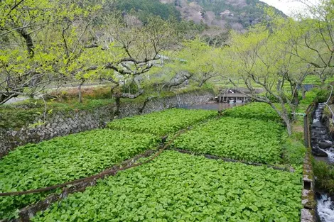 Un hermoso campo de wasabi.