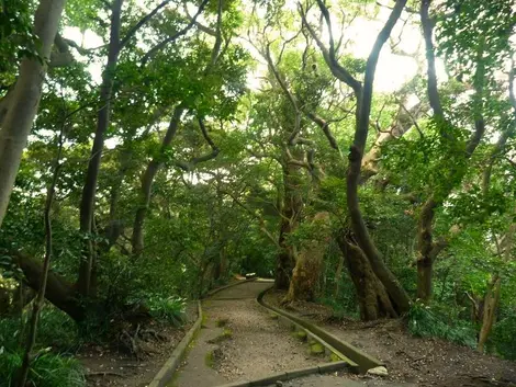 Le petit sentier qui mène à l'observatoire