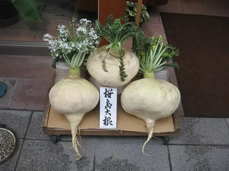 Los rábanos de Sakurajima pueden pesar hasta 30 kilos.