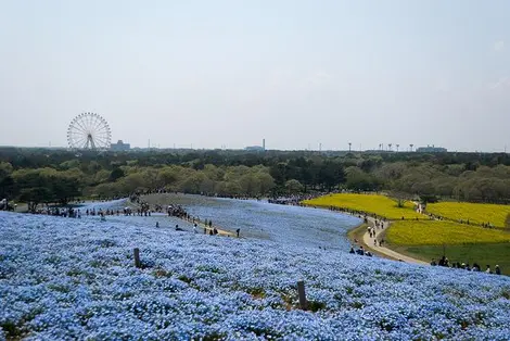 Les némophiles du Hitachi Seaside Park