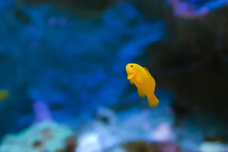 Un petit poisson jaune de l'Epson Aqua Park