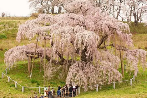 Le magnifique shidare zakura de la ville de Miharu.