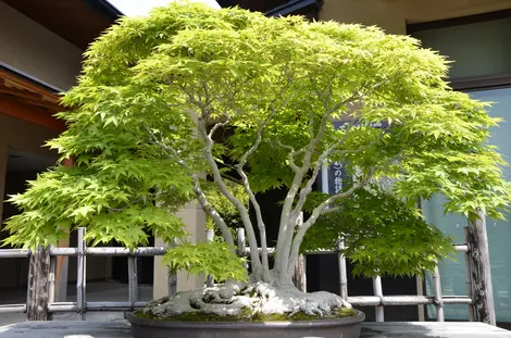 Dans le jardin du musée d'Omiya, les bonsaïs rivalisent de beauté