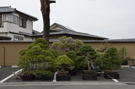 L'entrée d'une pépinière à Omiya