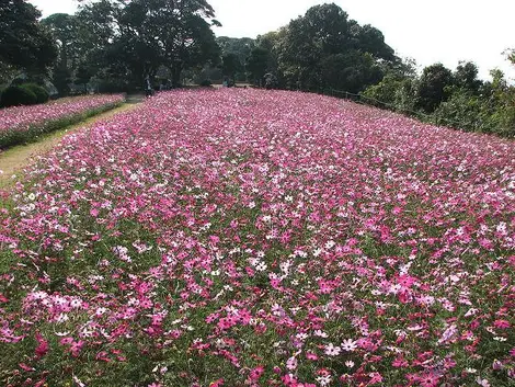 Cosmos field in Nokonoshima