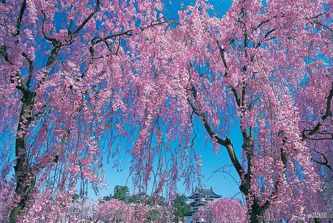 Les cerisiers en pleine floraison devant le château de Hirosaki, à Aomori