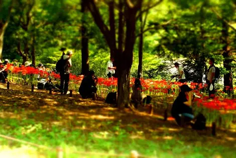 Le Parc mémorial Shôwa offre un écrin de verdure aux Tokyoïtes