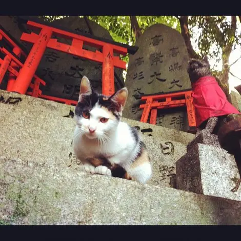 Un gato en la entrada de un santuario shinto en Kioto.