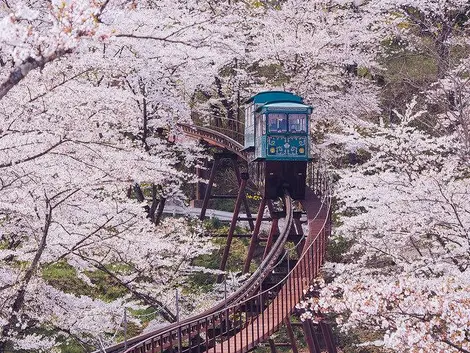 Classé dans la liste du top 100 par l'association des fleurs de cerisiers au Japon, le tunnel de sakura au parc de Funaoka, préfecture Miyagi.