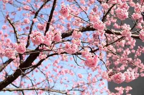 Fleurs de cerisiers de Kawazu