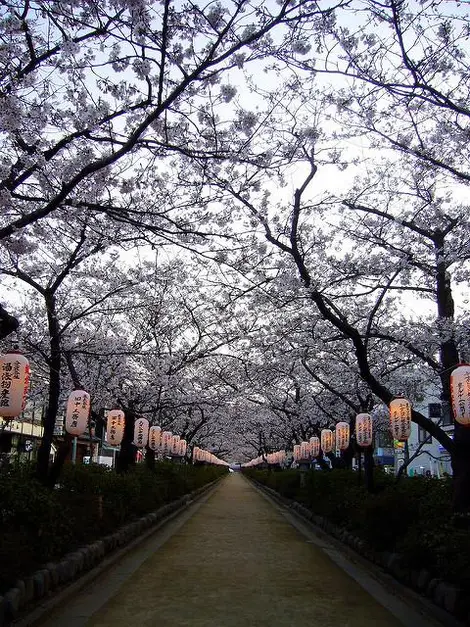 Le chemin Danzakura couvert de cerisiers en fleurs, à Kamakura