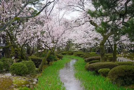 Le jardin Kenrokuen de Kanazawa, sous les fleurs de cerisiers