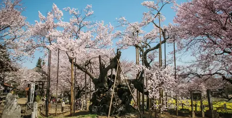 Le cerisier Yamata Jindaizakura, vieux de 2 000 ans