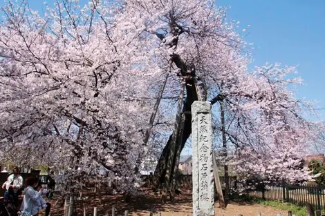Le cersier Ishitokaba zakura, dans la préfecture de Saitama.