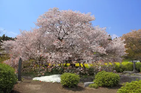 Le cerisier Kariyado no Gebazakura, situé dans la préfecture de Shizuoka