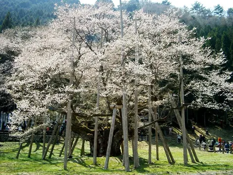 Le cerisier Usuzumizakura, dans la préfecture de Gifu