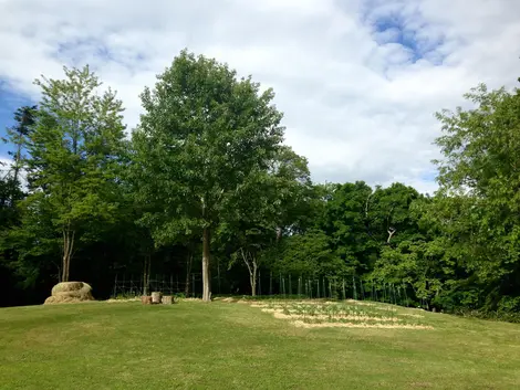 Travailler en plein air pour rétablir un jardin potager