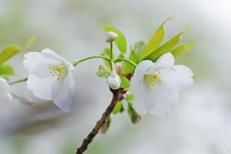 Les fleurs blanches sont caractéristiques de l'Ôshima Zakura