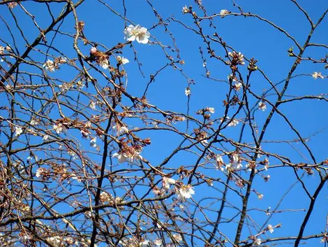 Les Fuyu Zakura (cerisiers d'hiver) peuvent fleurir une première fois entre octobre et janvier