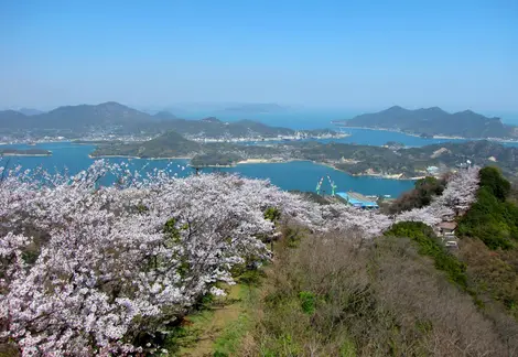 Los cerezos en flor desde el Monte Sekizen, en el archipiélago de Kamijima.