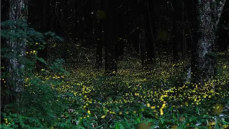 Photo de lucioles japonaises prise en timelapse