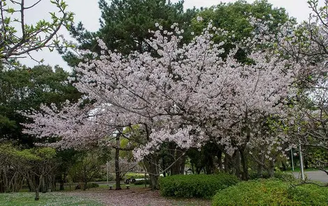 Sakura, Ryokuchi koen