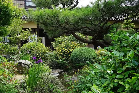 Le jardin de la maison des Takada à Kanazawa