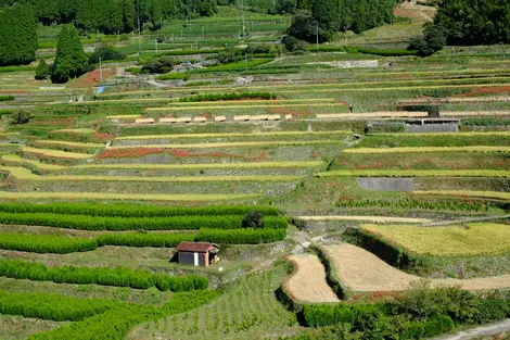 Les rizières Hoshino