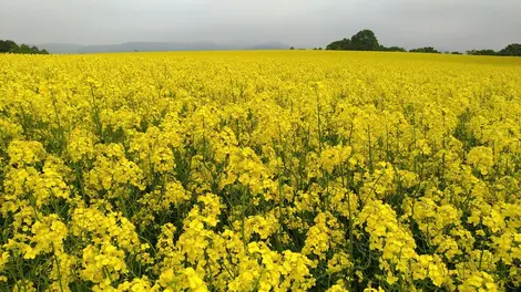 Champ de fleurs de Kuromatsunai