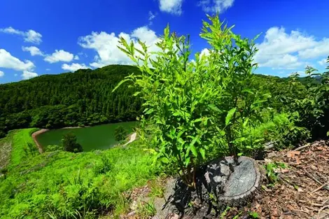 Forêts et canaux d'irrigation, dans la péninsule de Kunisaki