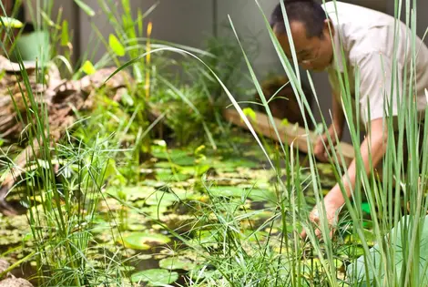 Jardinage au sein de lImmeuble de Pasona 