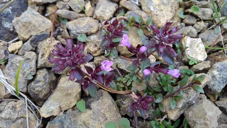 Fleurs des montagnes