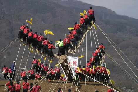 Les participants du Onbashira matsuri accrochés aux trois d'arbre