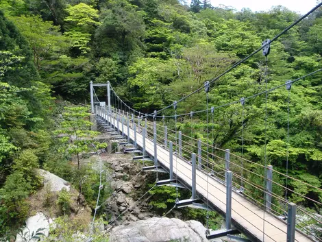 Yakushima Island | Japan Experience