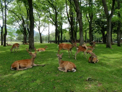 Ciervos shika en el parque Nara Kōen, de camino al templo Tōdai-ji