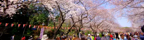 Le parc de Ueno sous les cerisiers en fleurs