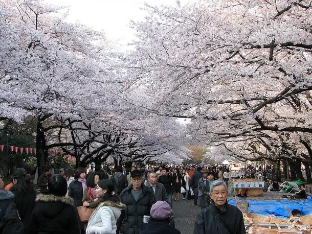 Hanami, Cherry Blossom Season in Japan | Japan Experience